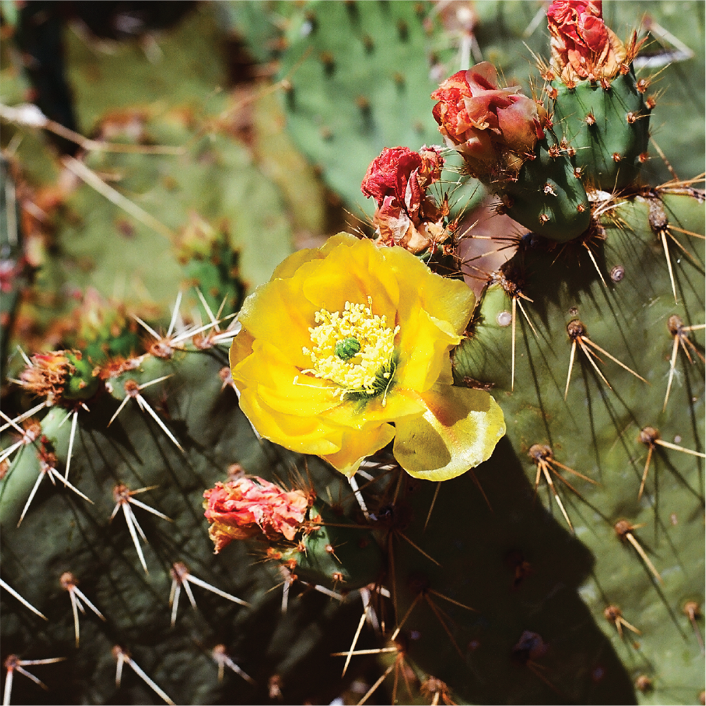 Desert Ghost Flower Fragrance Oil 775